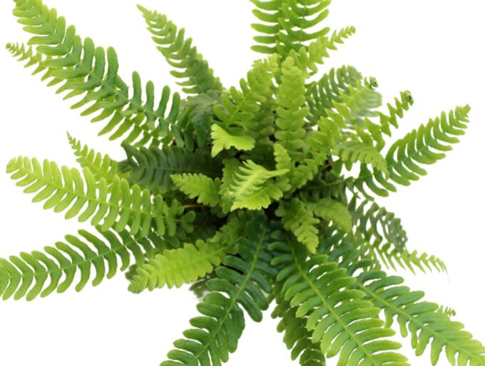 Blechnum Spicant winter hardy