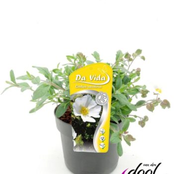 Cistus salvifolius