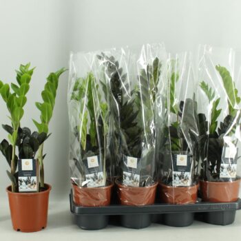 Zamioculcas Raven