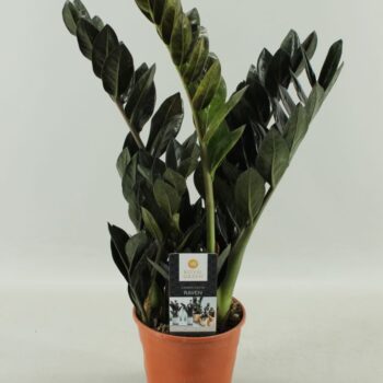 Zamioculcas Raven