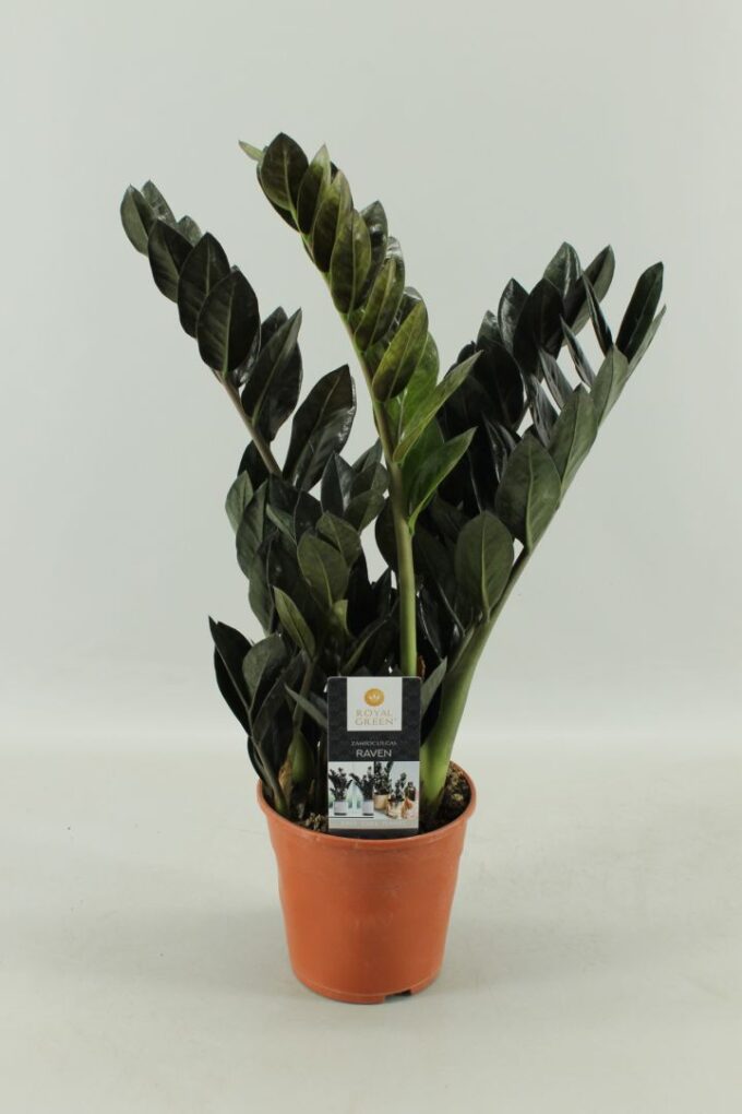 Zamioculcas Raven