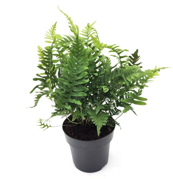 Polypodium vulgare