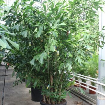 Caryota mitis