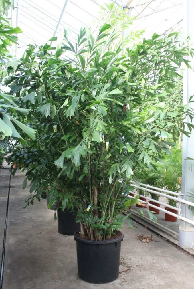 Caryota mitis