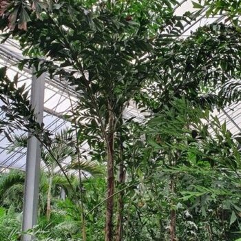 Caryota mitis