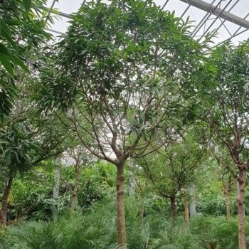 Ficus Alii