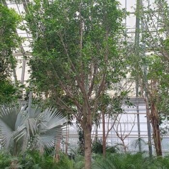 Ficus Nitida