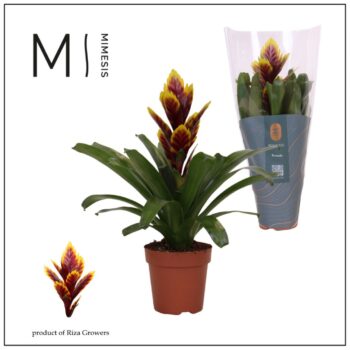 Mimesis Vriesea Intenso Purple Flame -12 cm