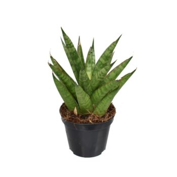 Sansevieria 'trifciata' Pineapple