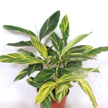 Alpinia zerumbet 'Variegata'