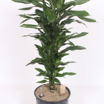 Dracaena Janet Lind