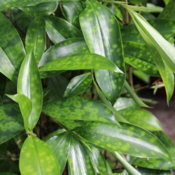 Dracaena Surculosa
