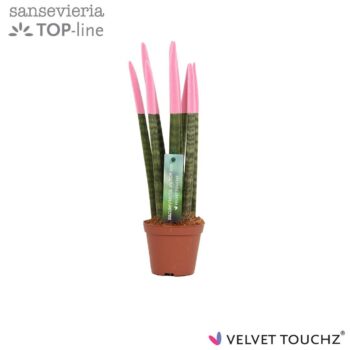 Sansevieria VELVET TOUCHZ® Pastel Pink