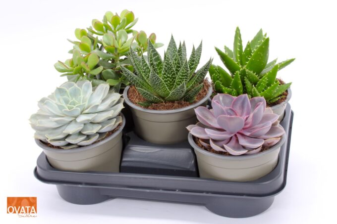 Succulent mix 14