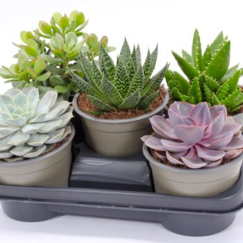 Succulent mix 14 UK - NON CITES