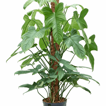 Philodendron bipennifolium “Silver Violin” On moss-pole 120