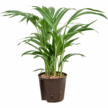 Dypsis (Areca) lutescens Tuft