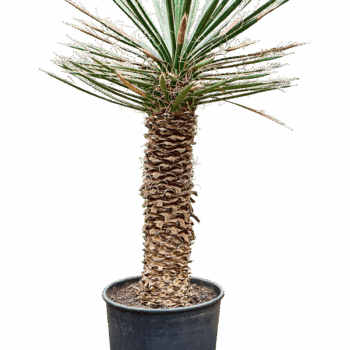 Yucca filifera Stem