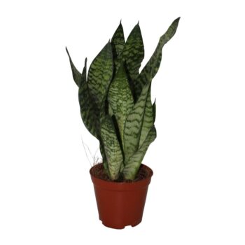 Sansevieria Zeylanica
