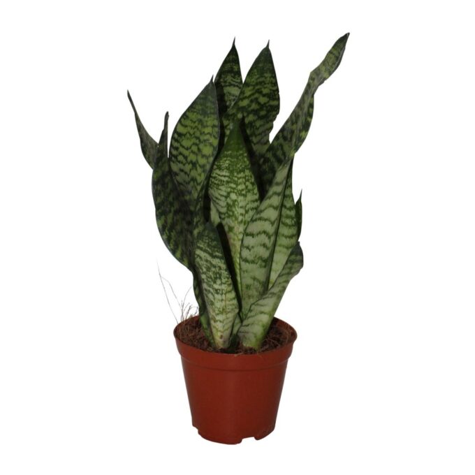 Sansevieria Zeylanica
