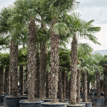 Trachycarpus fortunei (520-560) Stem (300-340)