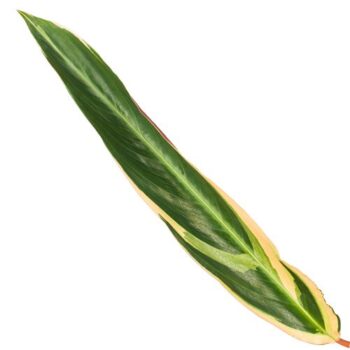 Calathea Triostar