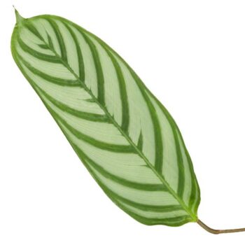Calathea Compactstar (Ctenanhte)