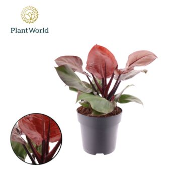 Philodendron Cherry Red P19