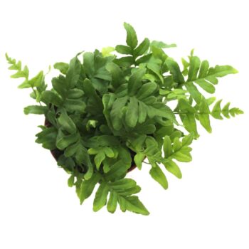 Polypodium Vulgare (Winterhard)