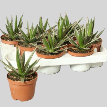 Agave Filifera