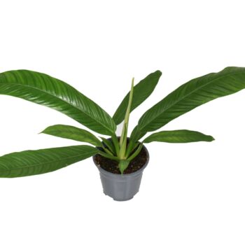 Philodendron Campiii