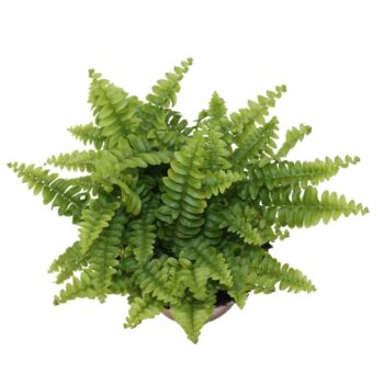 Nephrolepis Green Lady - Compact