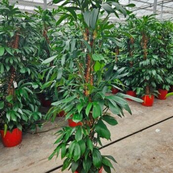 Philodendron Dragon Tail
