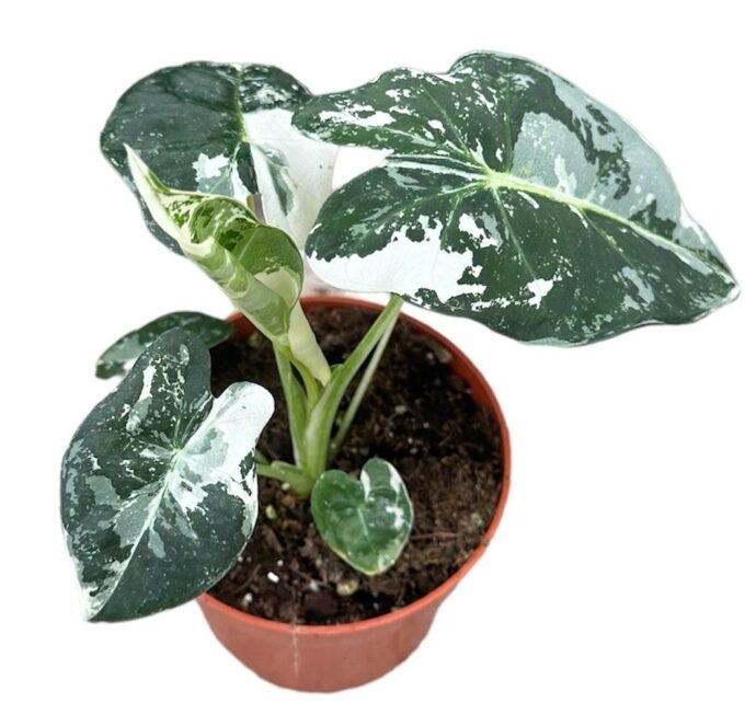 Alocasia Micholitziana Frydek variegata