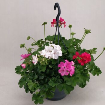 Pelargonium Marcada trio mix