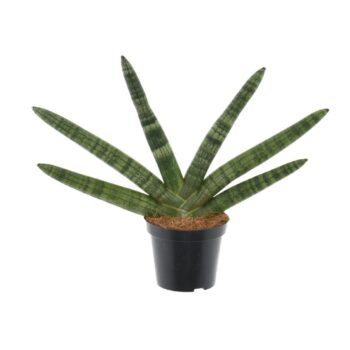 Sansevieria 'Skyline'
