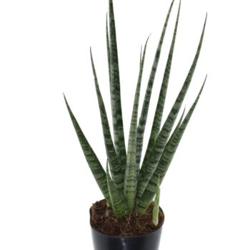 Sansevieria 'Digitorum'