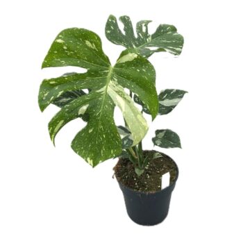 Monstera deliciosa 'Thaï Constellation'