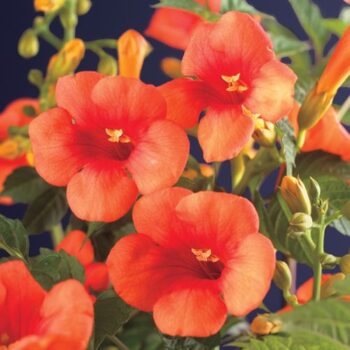 Campsis t. 'Madame Galen' +Long & strong label