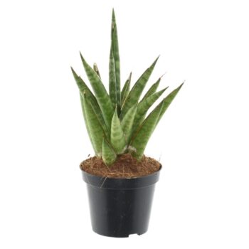 Sansevieria 'Starshooter' P8,5