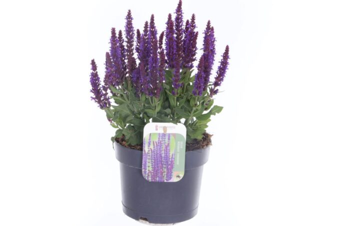 Salvia nemorosa Sensation Violet