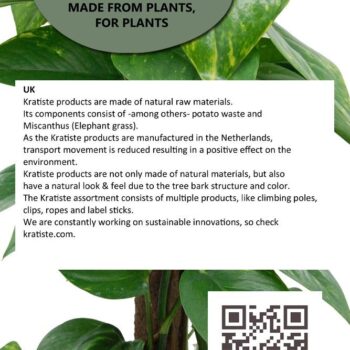 Philodendron Scandens