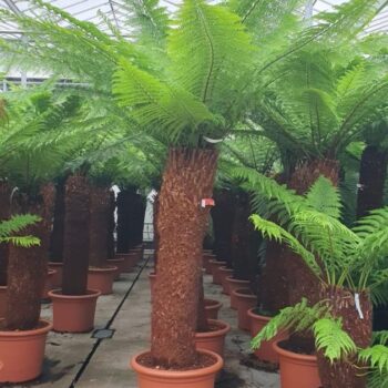 Dicksonia antarctica