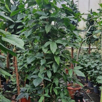 Syngonium Mottled Mojito
