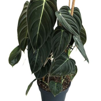 Philodendron Melanochrysum