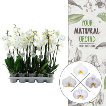 Phalaenopsis White