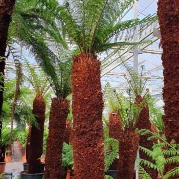 Dicksonia antarctica