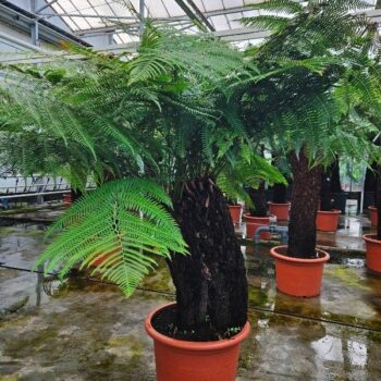 Dicksonia antarctica