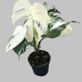 Monstera Variegata 'Snow White'