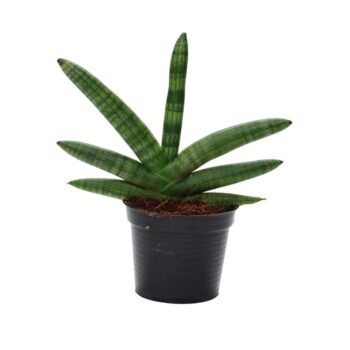 Sansevieria Skyline